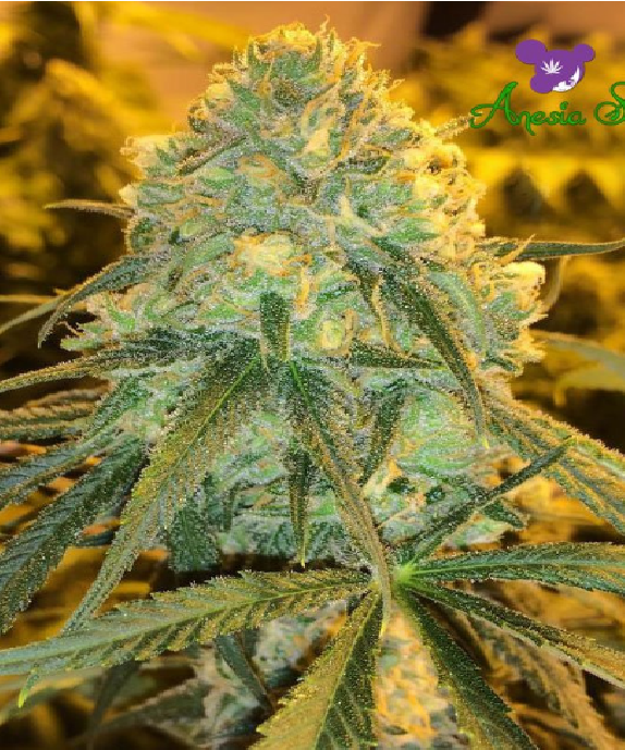 Hawaiiana Cannabis Seeds