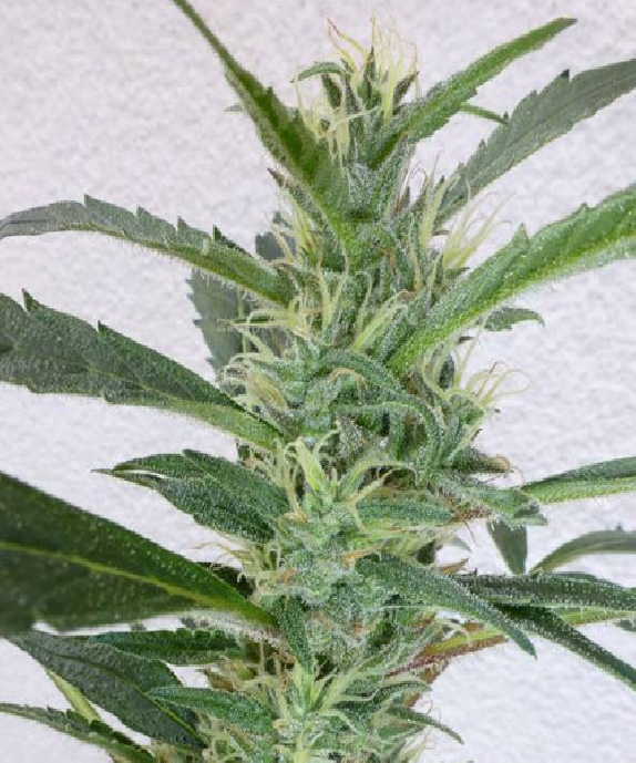 Jamaican Berry SuperAuto By Stitch Cannabis Seeds