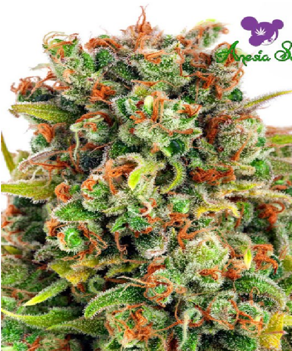 Mandarine 47 Cannabis Seeds