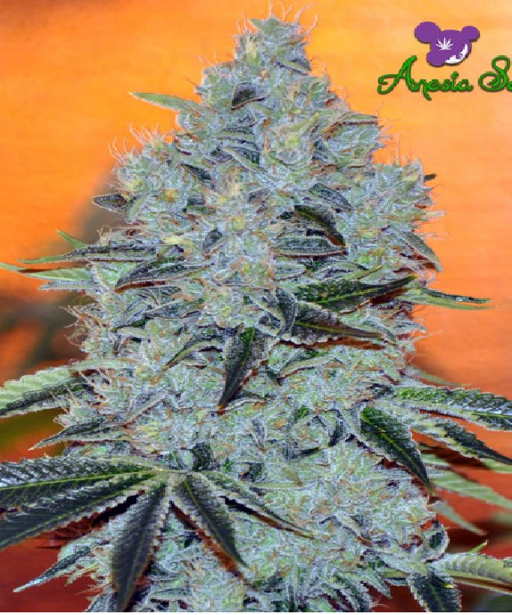 Mob Boss Cannabis Seeds