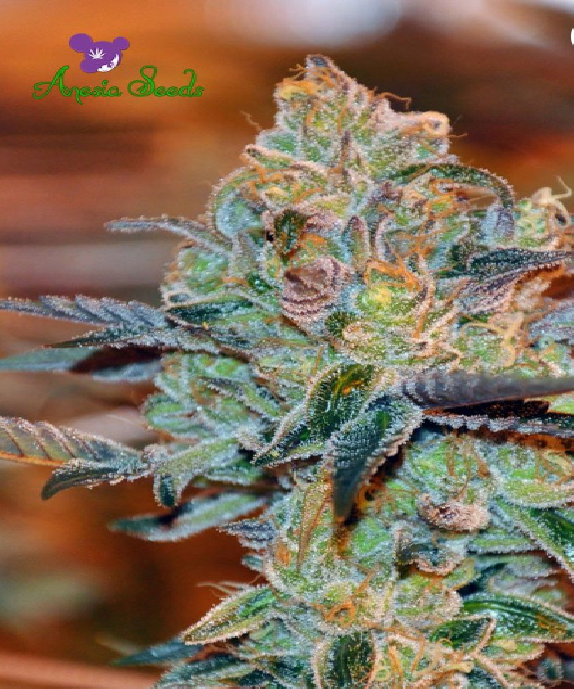 Orient Express Cannabis Seeds