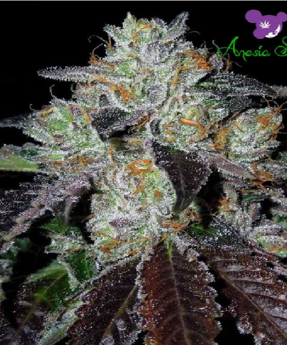 Purple Domina Cannabis Seeds