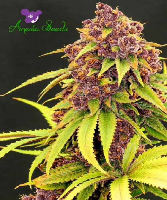 Purps OG Cannabis Seeds