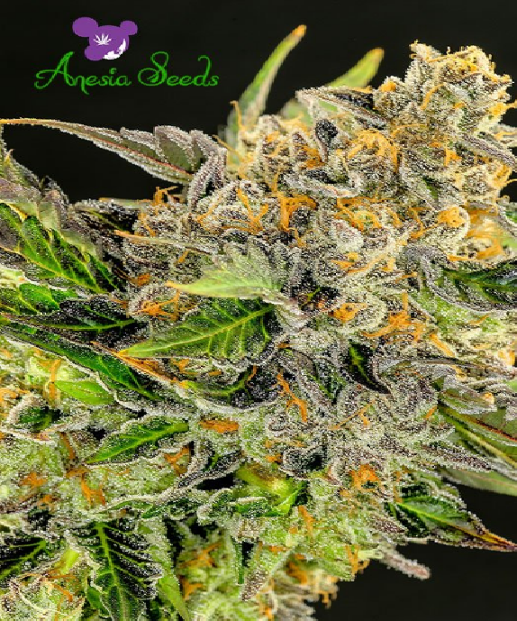 Strawberry Kush Cannabis Seeds