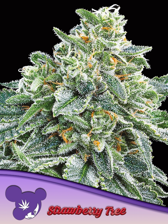 Strawberry Tree Cannabis Seeds