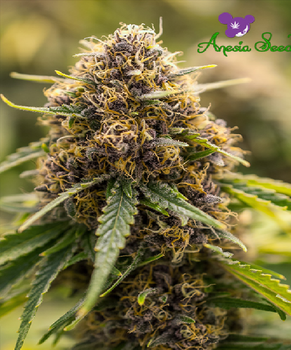 True Gold OG Cannabis Seeds