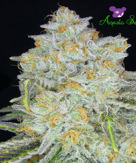 Amnesia Flash Auto Cannabis Seeds