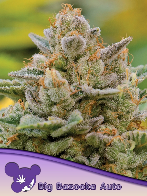 Big Bazooka Auto Cannabis Seeds