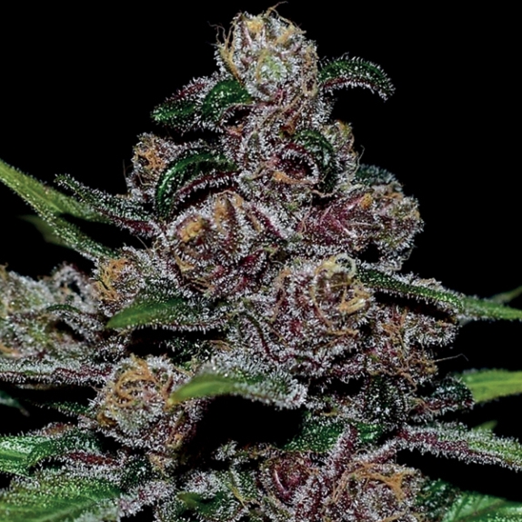 Auto Blackberry Moonrocks Cannabis Seeds