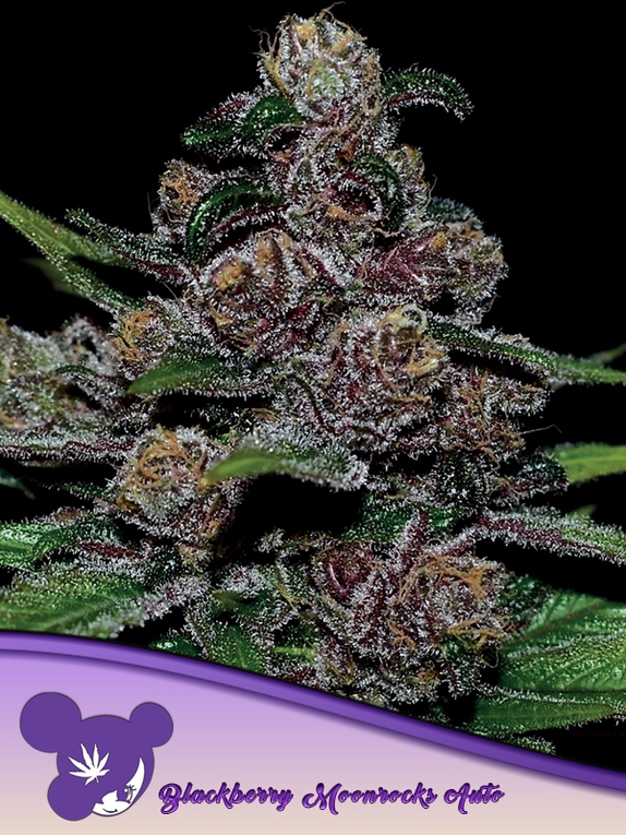 Auto Blackberry Moonrocks Cannabis Seeds