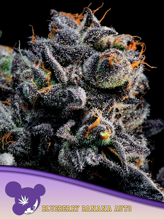 Auto Blueberry Banana Cannabis Seeds