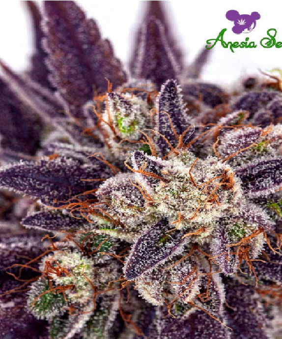 Purple Domina Auto Cannabis Seeds