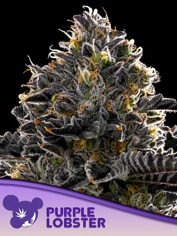 Purple Domina Auto Cannabis Seeds