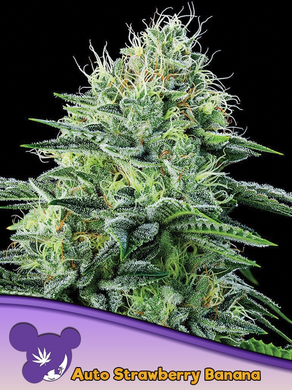 Auto Strawberry Banana Cannabis Seeds