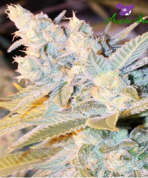 Triple Cheese Auto Cannabis Seeds