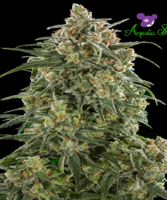 Auto Wonder Cannabis Seeds