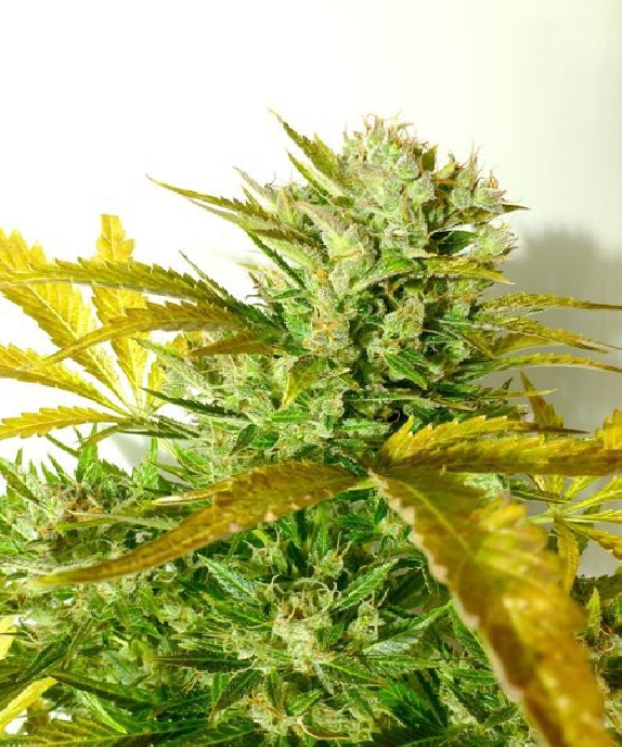 Kush Van Stitch Auto Cannabis Seeds