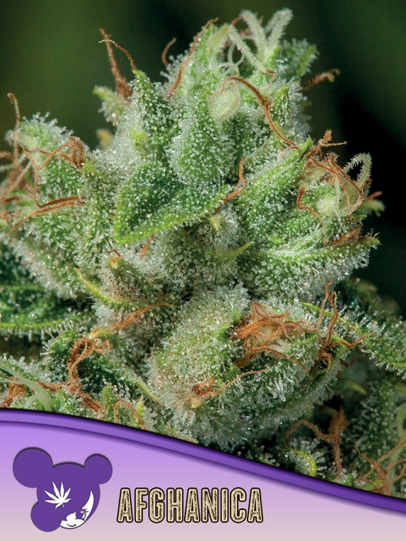 Afghanica, Landraces Cannabis Seeds