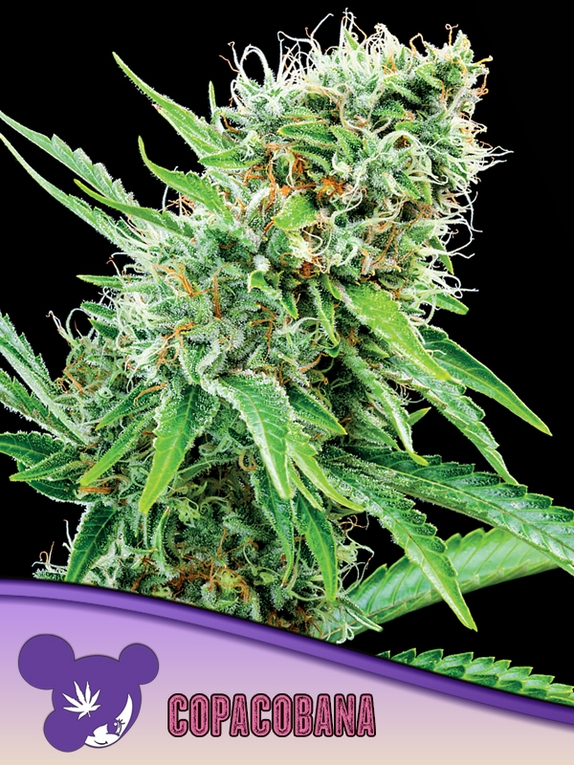 Copacobana, Landraces Cannabis Seeds