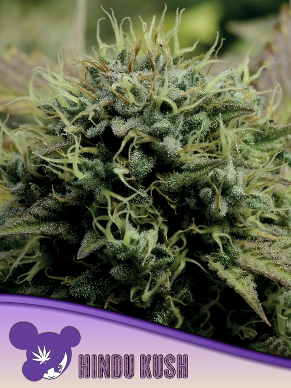 Hindu Kush, Landraces Cannabis Seeds