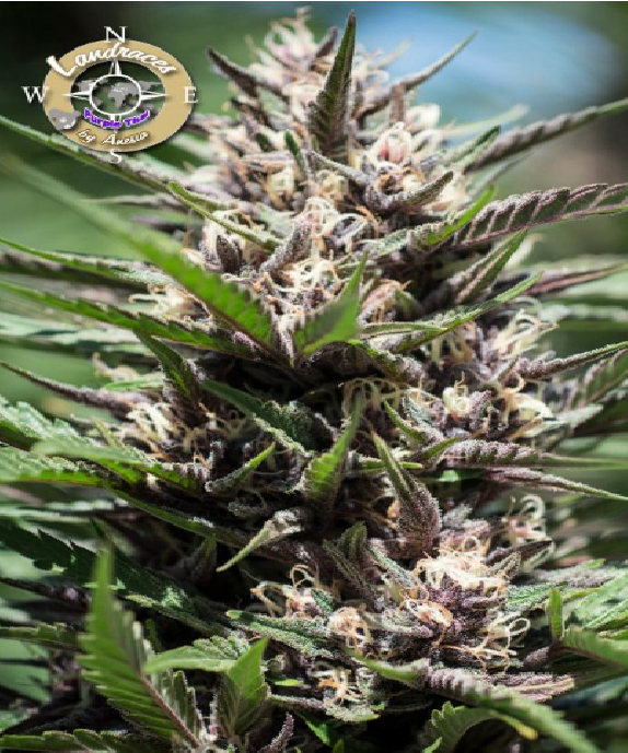 Purple Thai, Landraces Cannabis Seeds