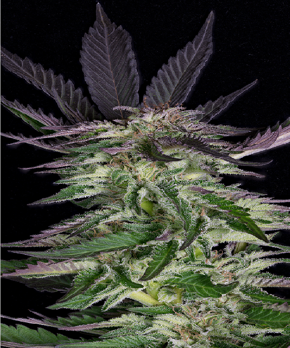 Grandaddy Purple Cannabis Seeds