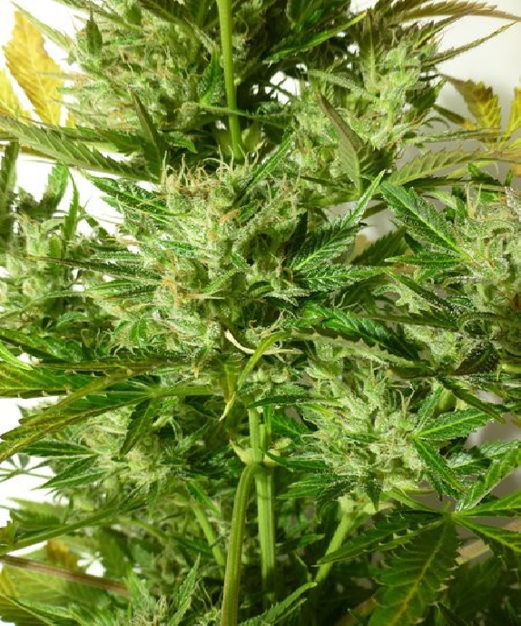 Kush Van Stitch Auto Cannabis Seeds