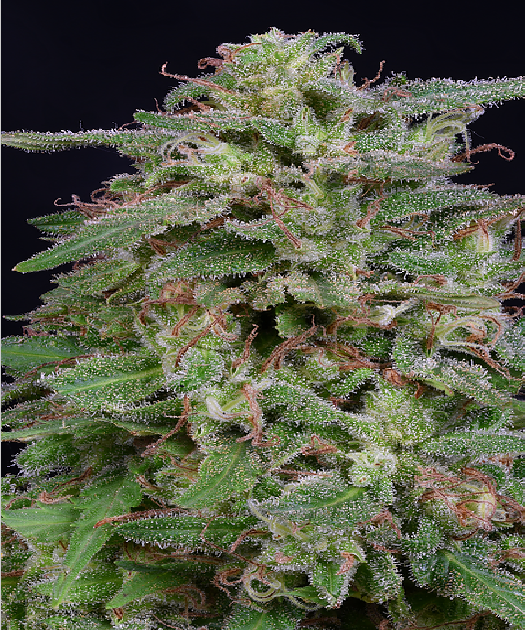 White Widow Cannabis Seeds