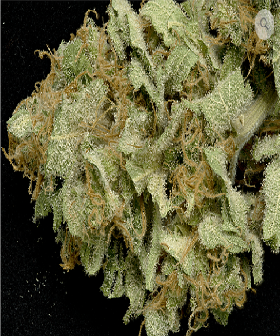 Gorilla Cookies Cannabis Seeds