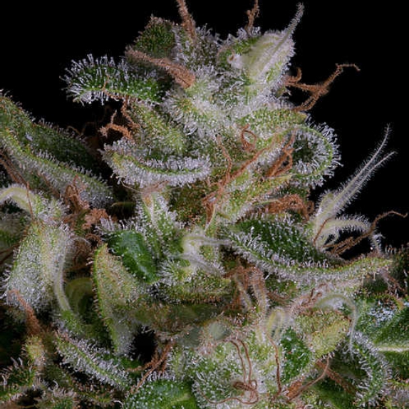 Alien Gorilla Cannabis Seeds