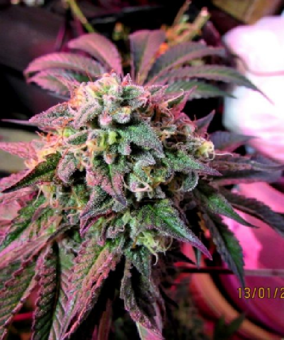 Cherry Pie  Cannabis Seeds