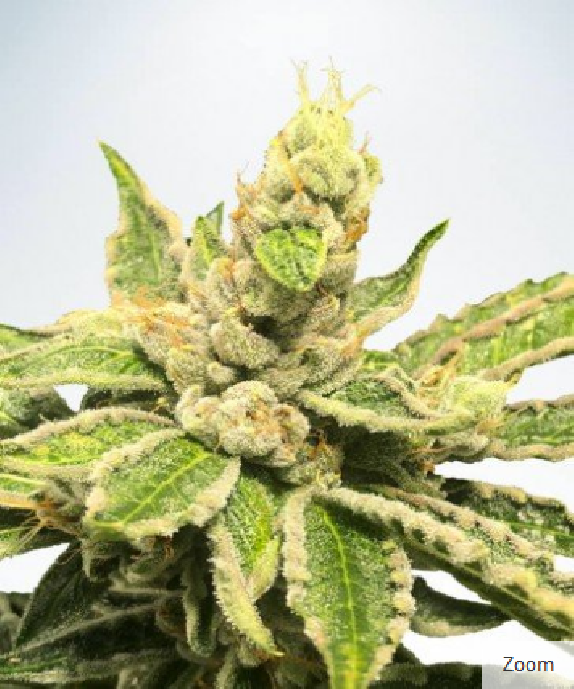 Mamacita's Cookies Feminised Cannabis Seeds