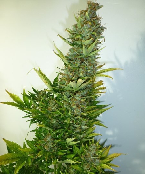 Lemon Haze Auto Cannabis Seeds