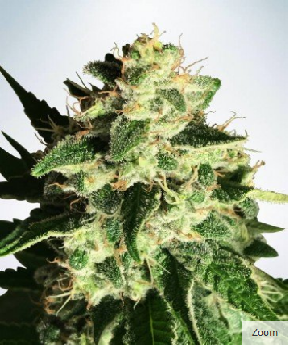 Auto God's Glue Cannabis Seeds