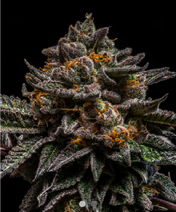 Brain Cake Cannabis Seeds