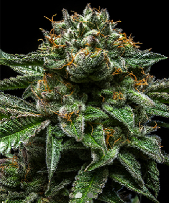 Chempie Cannabis Seeds