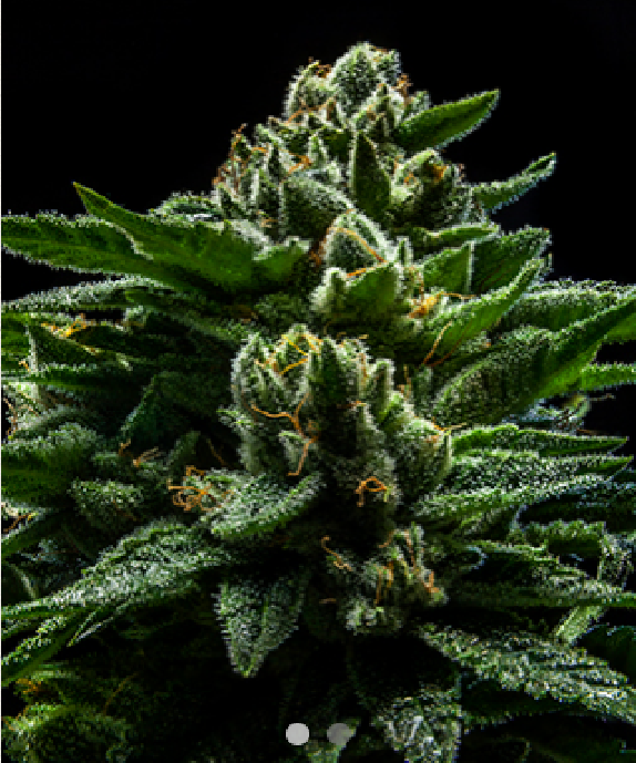 DO-G Cannabis Seeds