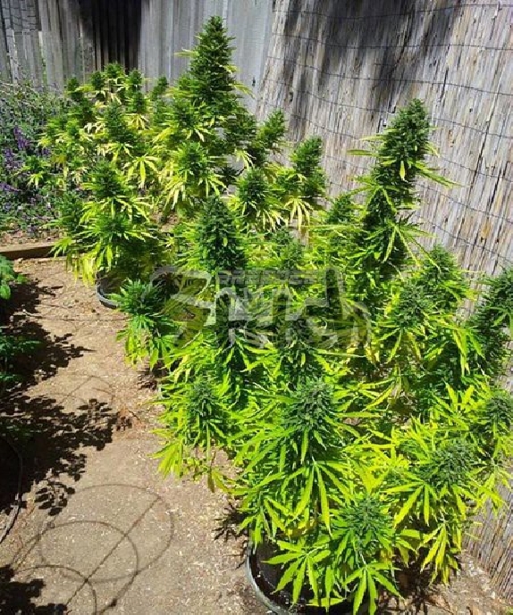 MI6 SuperAuto By Stitch Cannabis Seeds