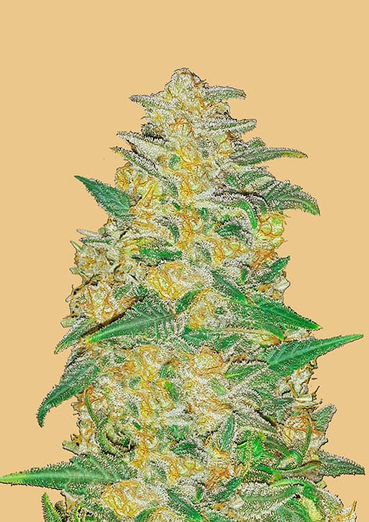 Original Auto AK Cannabis Seeds