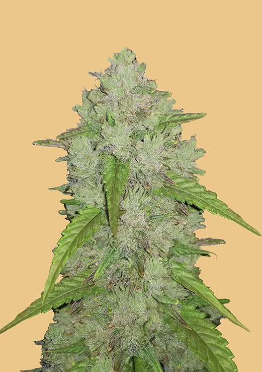 Original Auto Amnesia Haze Cannabis Seeds