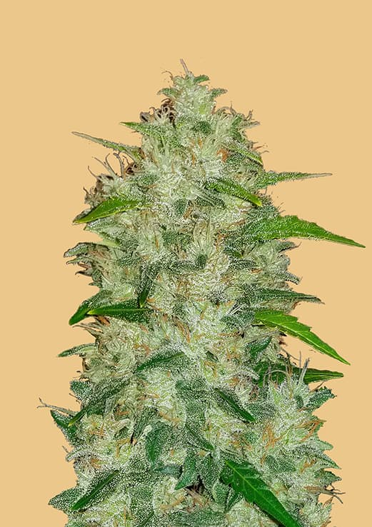 Original Auto Chemdawg Cannabis Seeds