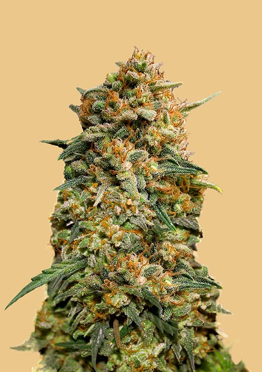 Original Auto Northern Lights Cannabis Seeds