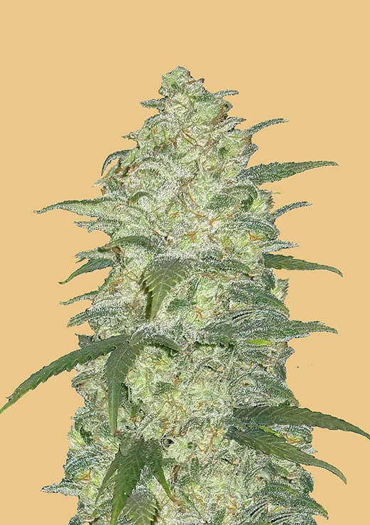 Original Auto White Widow Cannabis Seeds