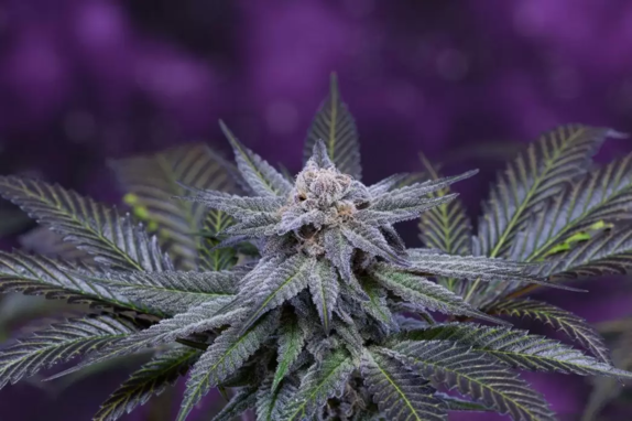 Killer Grape Cannabis Seeds