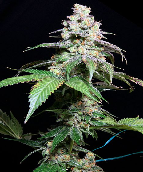 Grape Inferno Cannabis Seeds