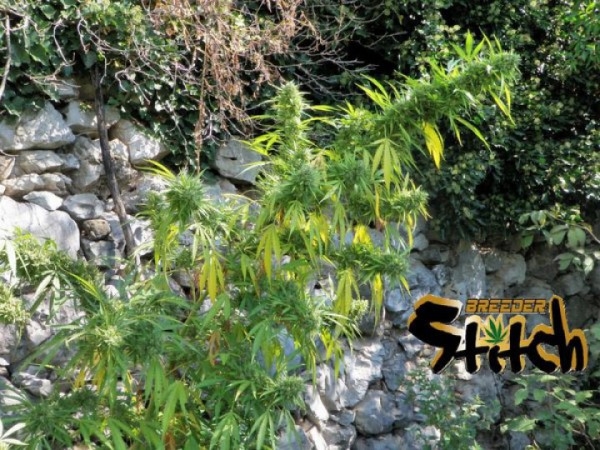 Muay Thai SuperAuto Cannabis Seeds
