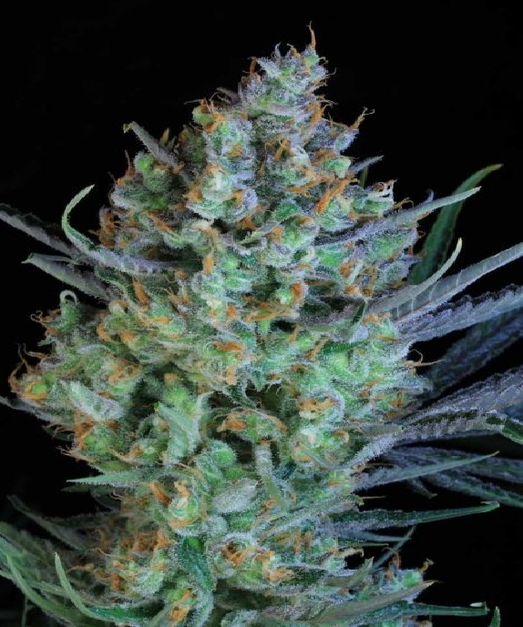 Jacked Up Cannabis Seeds