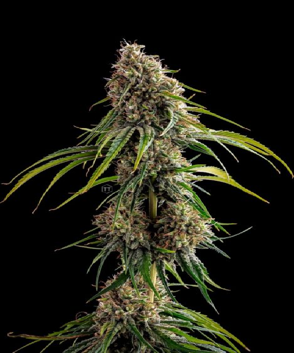 Deadlights Cannabis Seeds