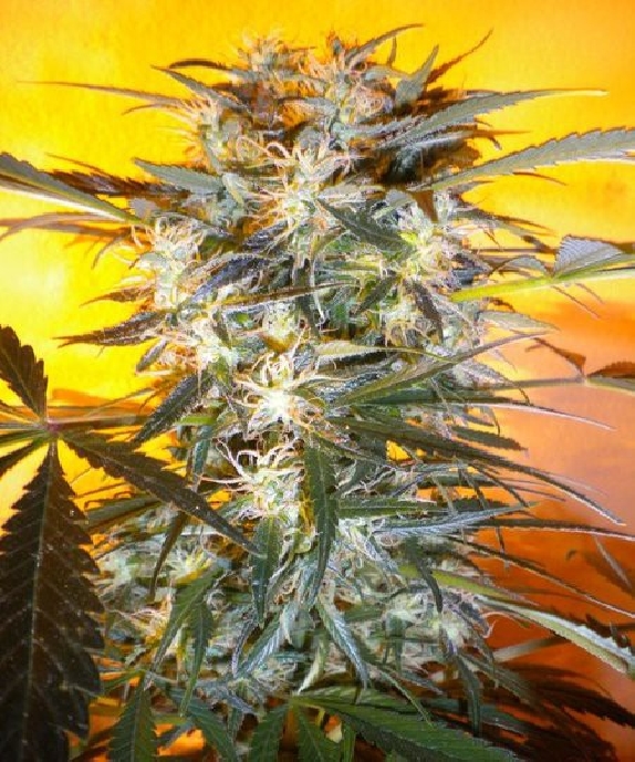 Nirvana Sky SuperAuto Cannabis Seeds