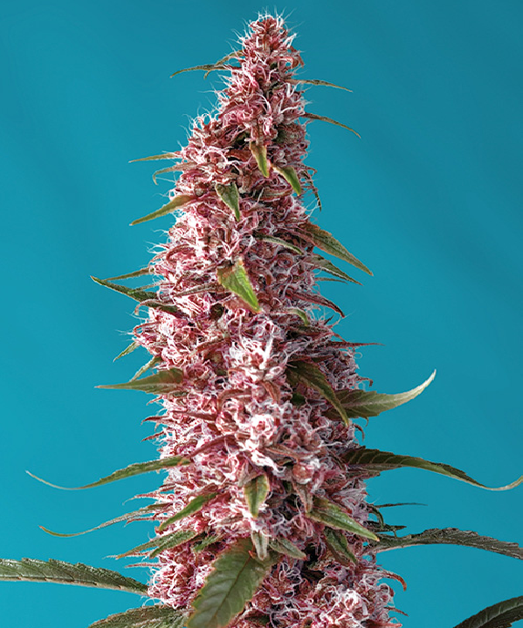 Red Pure Auto CBD Cannabis Seeds